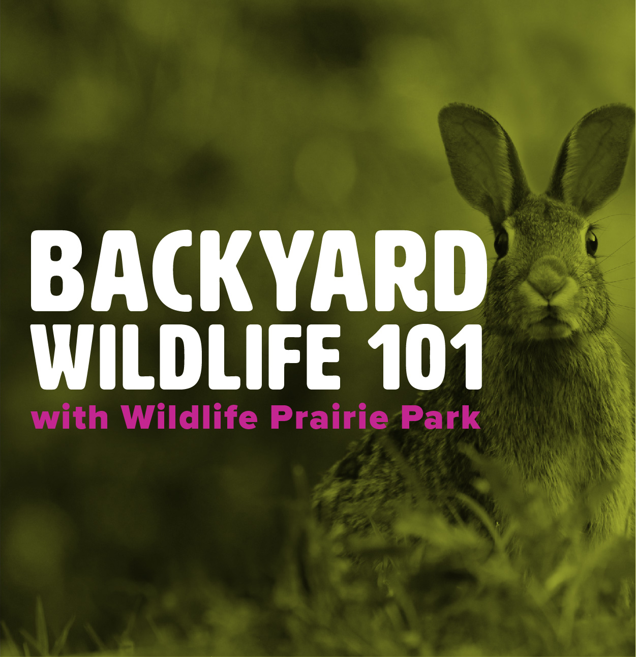 Backyard Wildlife 101 with Wildlife Prairie Park