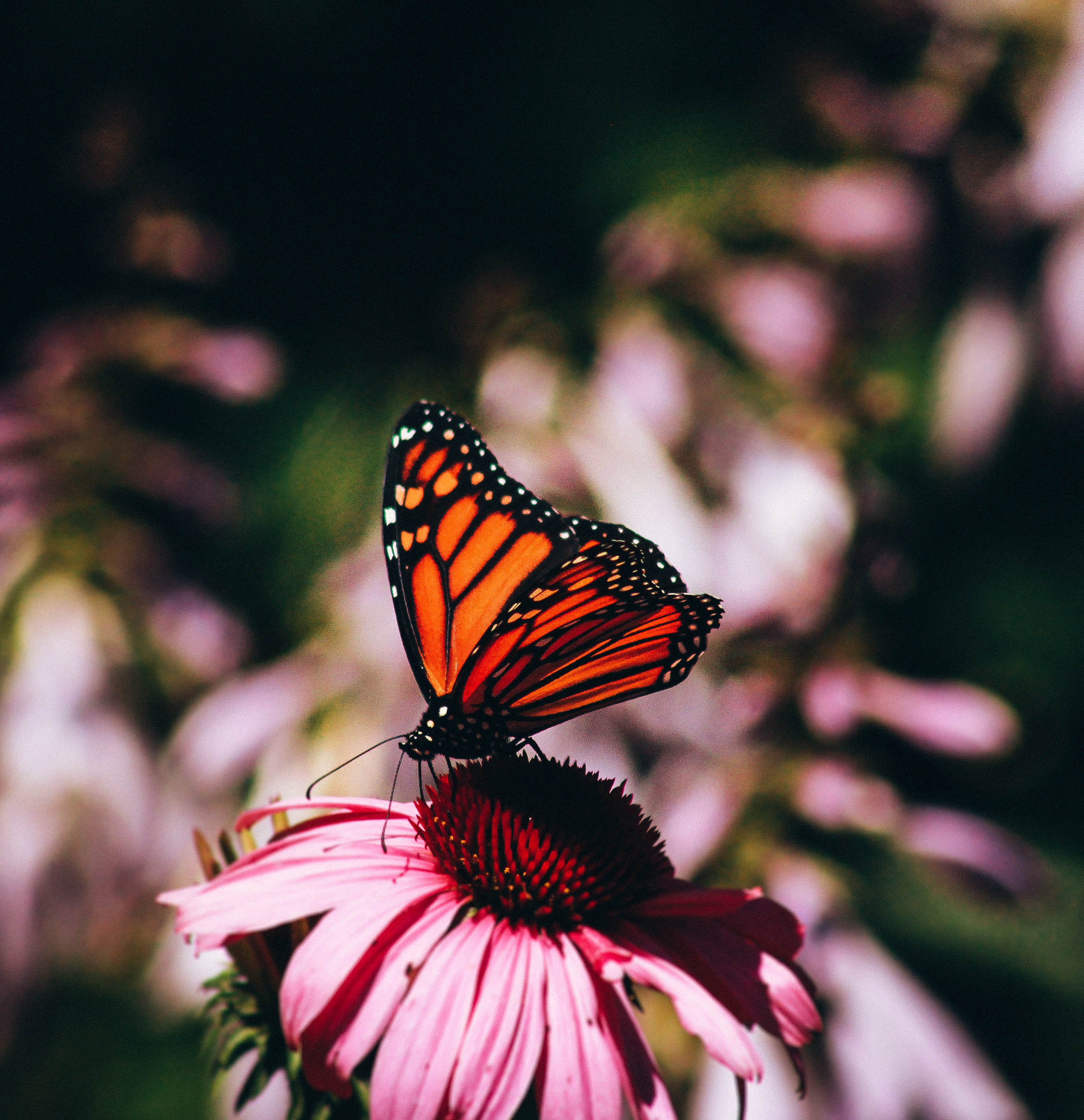 Monarch butterfly on a pink flower