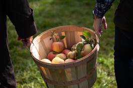 Photo of a bushel basket filled with apples carried by two people